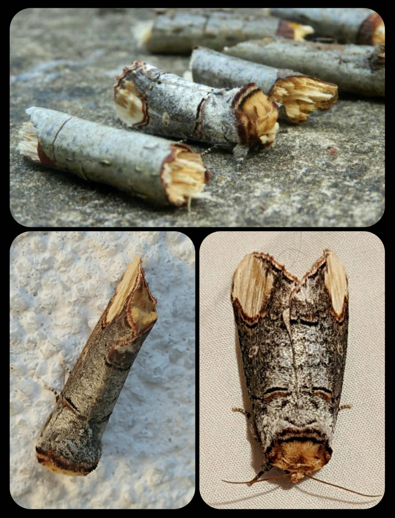 עש מוסווה נוסף