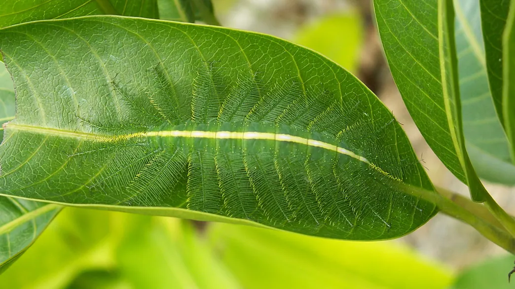 חרק עלה מוסווה